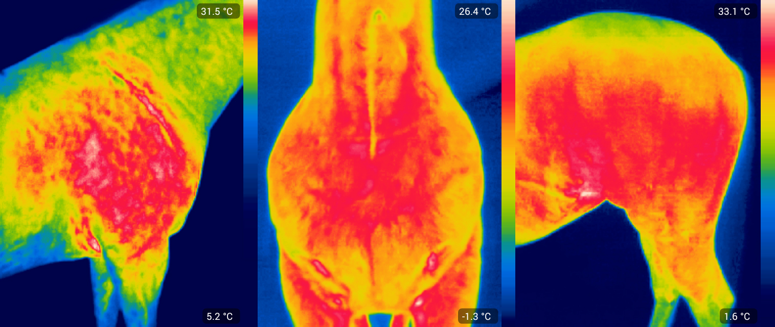 termogramy